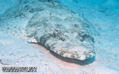 foto de buceo