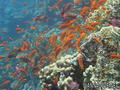 foto de buceo