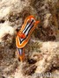 foto de buceo