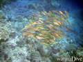 foto de buceo