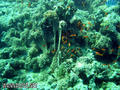 foto de buceo