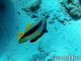 foto de buceo