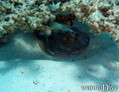 foto de buceo