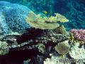 foto de buceo