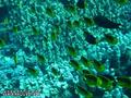 foto de buceo