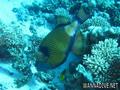 foto de buceo