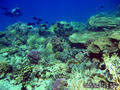 foto de buceo