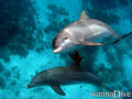 foto de buceo