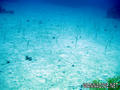 foto de buceo