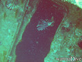 foto de buceo
