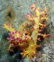 foto de buceo