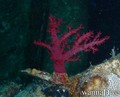 foto de buceo