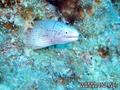 foto de buceo