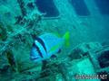 foto de buceo