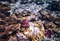 foto de buceo