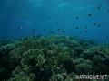 foto de buceo