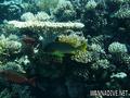 foto de buceo
