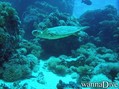 foto de buceo