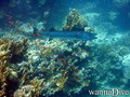 foto de buceo