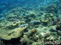 foto de buceo
