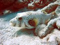 foto de buceo