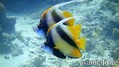 foto de buceo