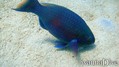 foto de buceo
