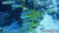 foto de buceo