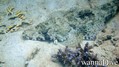 foto de buceo