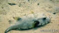 foto de buceo