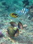 foto de buceo