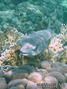 foto de buceo