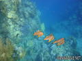 foto de buceo