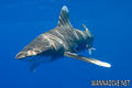 foto de buceo