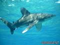 foto de buceo