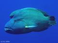 foto de buceo