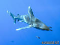 foto de buceo