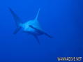 foto de buceo
