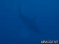 foto de buceo