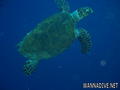 foto de buceo