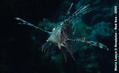 foto de buceo