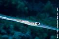 foto de buceo