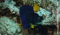 foto de buceo