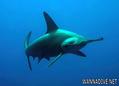foto de buceo