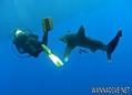 foto de buceo