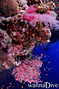foto de buceo