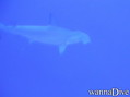 foto de buceo
