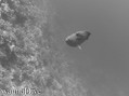 foto de buceo