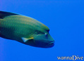 foto de buceo