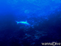 foto de buceo